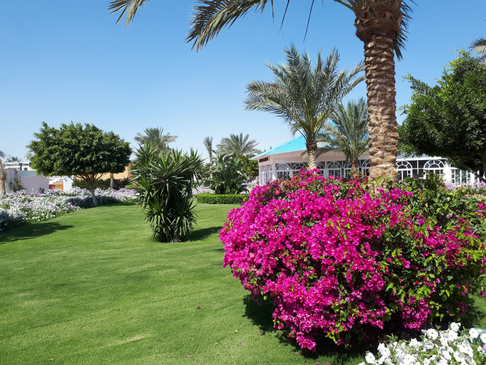 Gartenanlage Desert Rose