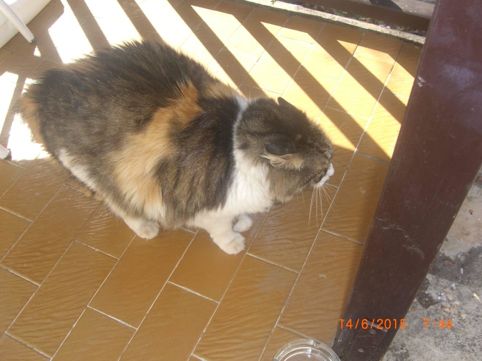 Pascha Hauskatze Clover Magic Nova Beach