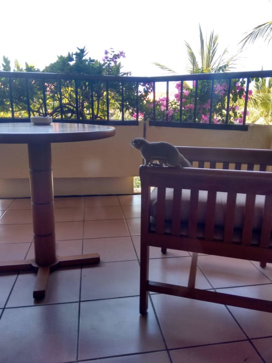 Hörnchen Ayodya Resort Bali