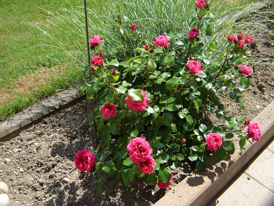 Gartenanlage Alpen-Chalet-Sol-Alpium