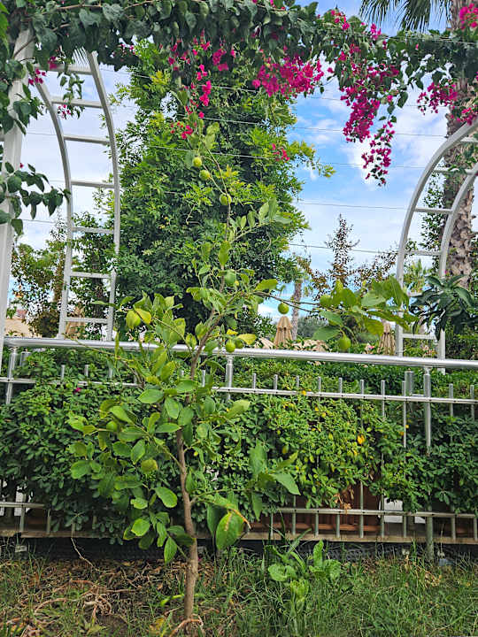 Gartenanlage Hane Family Resort