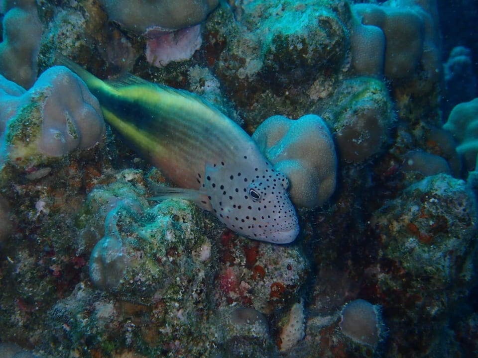 Scuba diving Brayka Bay Resort
