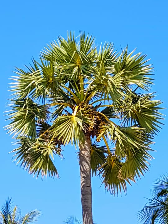 Außenansicht Sunprime Kamala Beach
