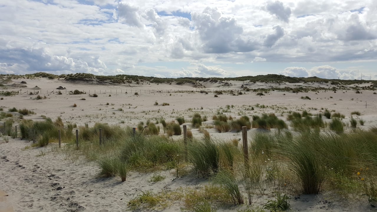 Strand Summio Duynparc de Heeren van 's-Gravensande