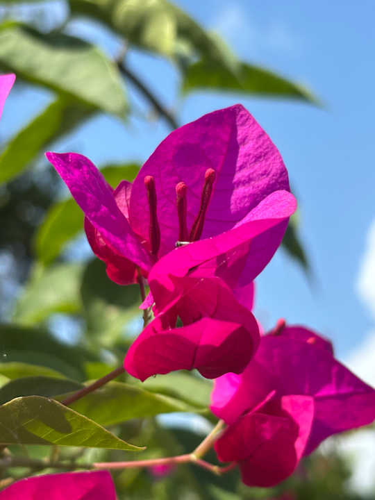Gartenanlage Azao Resort & Spa - Hotel Zanzibar