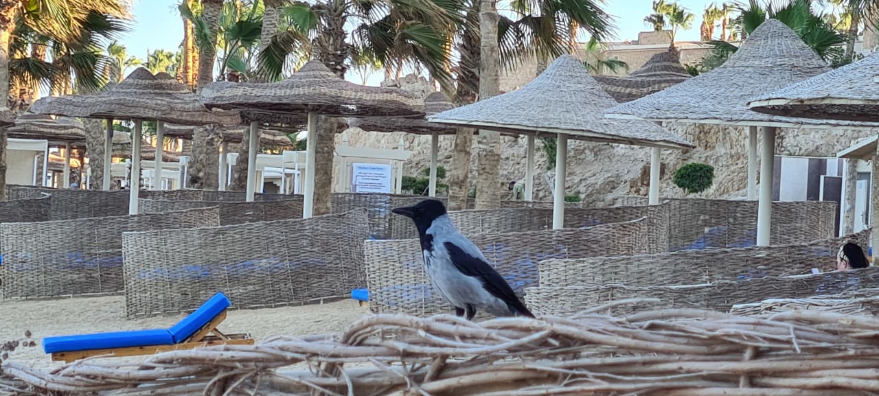 Strand Pickalbatros Citadel Resort