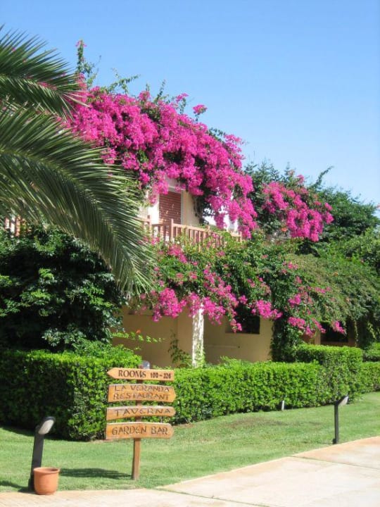 Ogród w hotelu Anissa Beach & Village