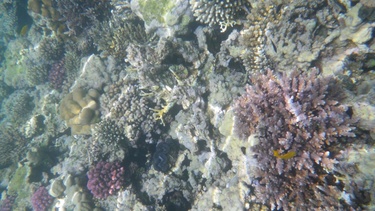 Gibt einiges zu sehen Cleopatra Luxury Resort Makadi Bay