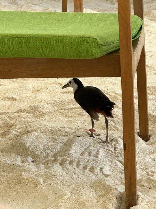 Gastro Sun Siyam Olhuveli