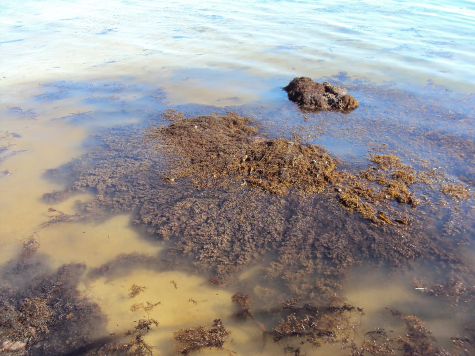 Das Meer, Kelp Wyndham Garden Salalah Mirbat