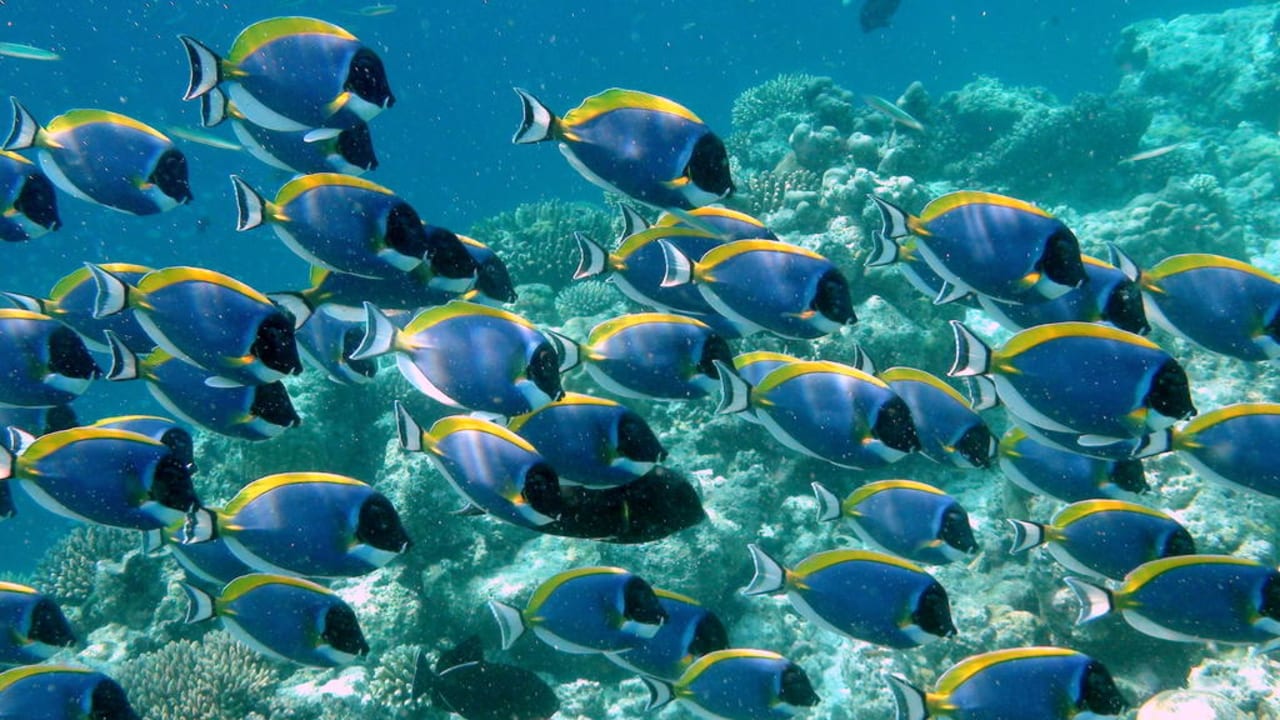 Weißkehl-Doktorfisch Eriyadu Island Resort