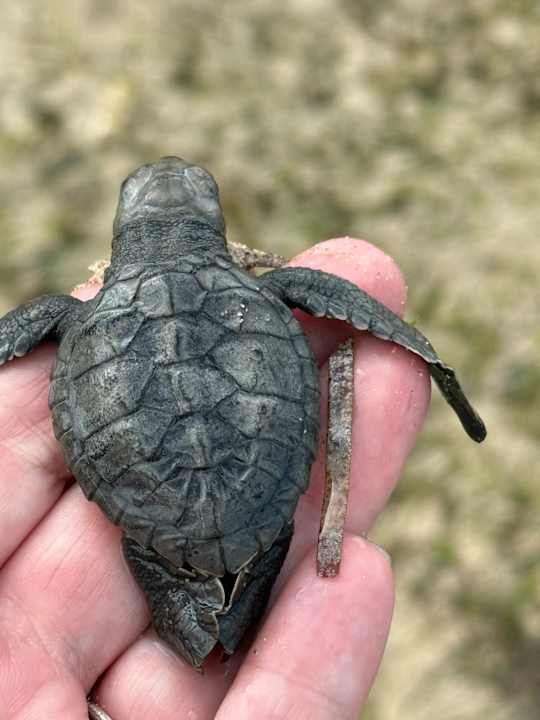 Strand Courtyard by Marriott Bali Nusa Dua