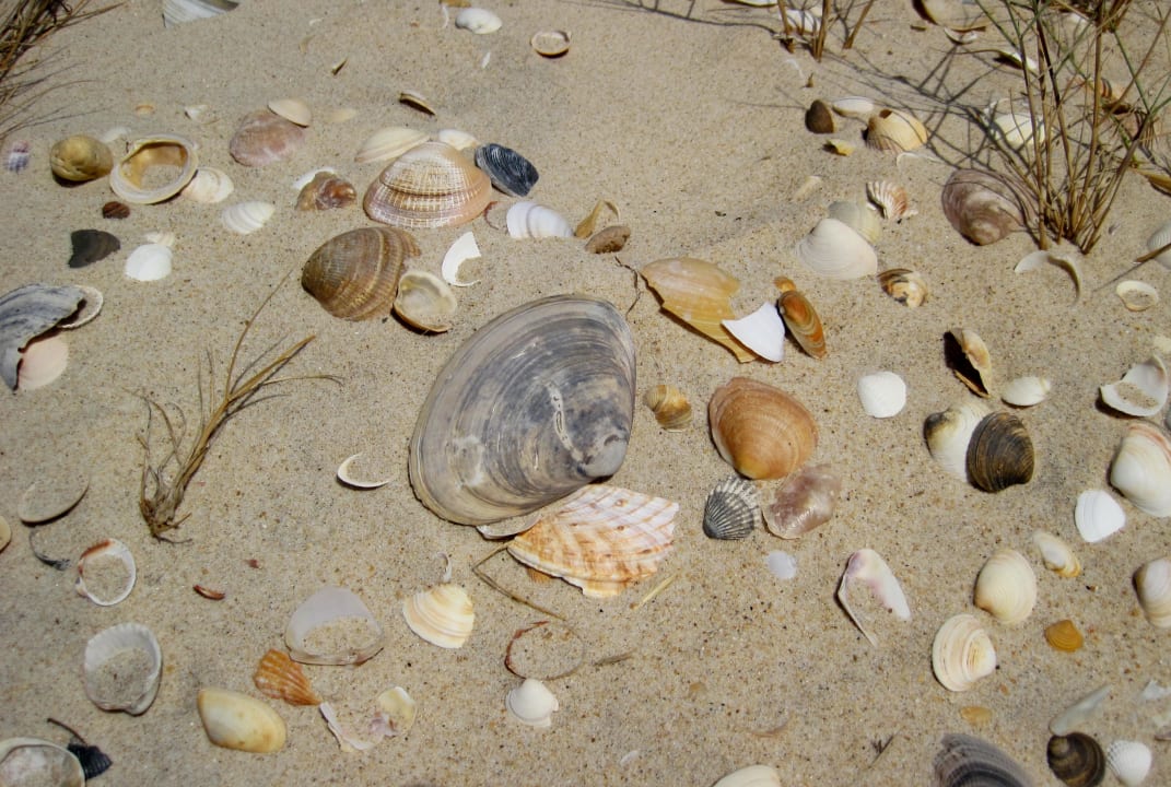 Strand Muscheln ROBINSON QUINTA DA RIA