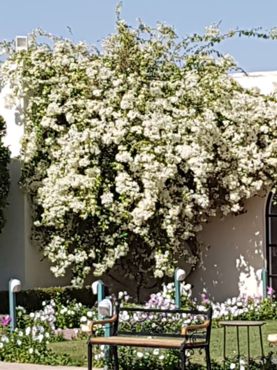 Gartenanlage Desert Rose