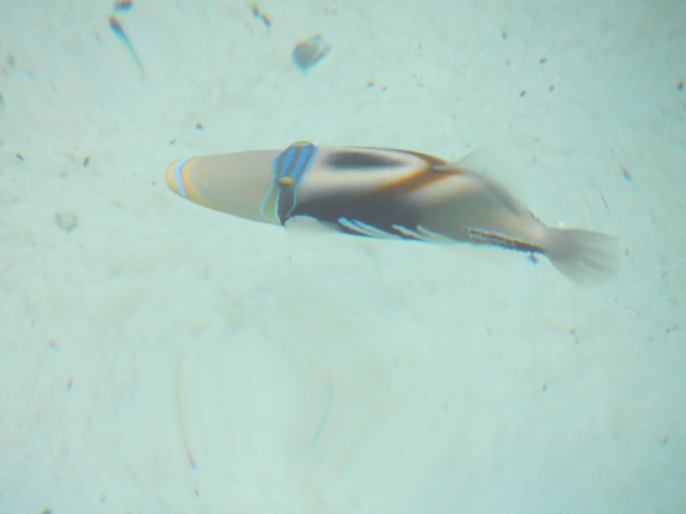 Vom Steg der Ocean Villa fotografierte Fische Adaaran Select Hudhuran Fushi - Premium All Inclusive