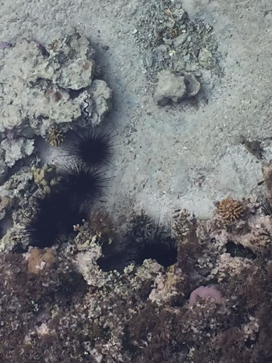 Strand Pickalbatros Sea World Resort - Marsa Alam