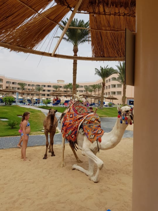 Außenansicht Beach Albatros Resort