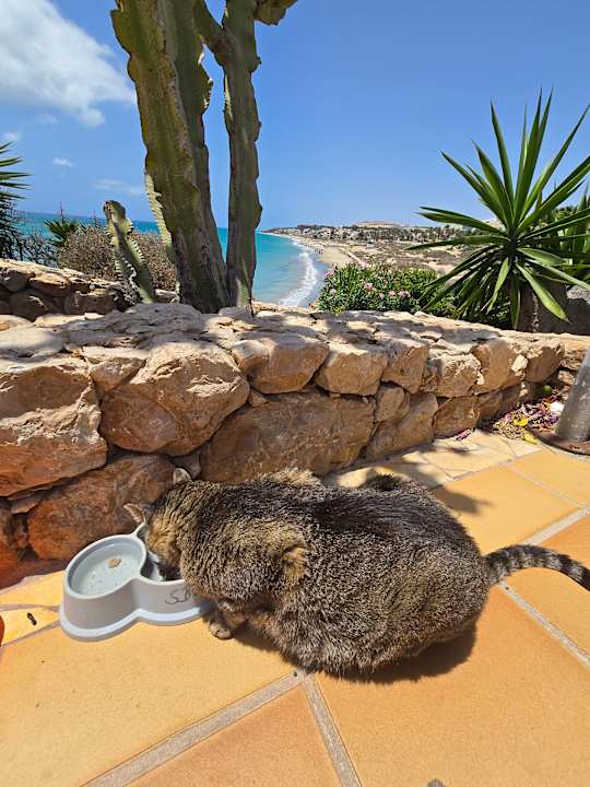 Gartenanlage SBH Hotel Taro Beach