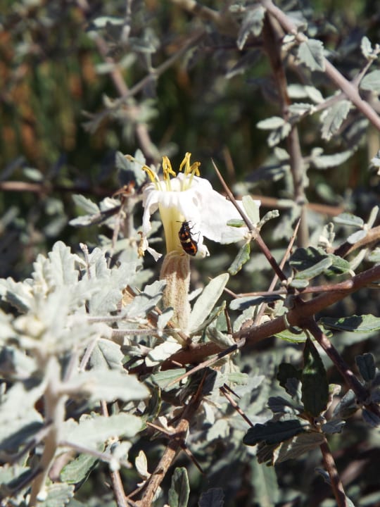 Pflanzen entlang des Wanderweges Kalahari Anib Lodge
