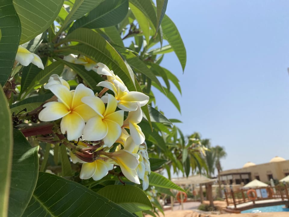 Gartenanlage Steigenberger Coraya Beach - Adults only