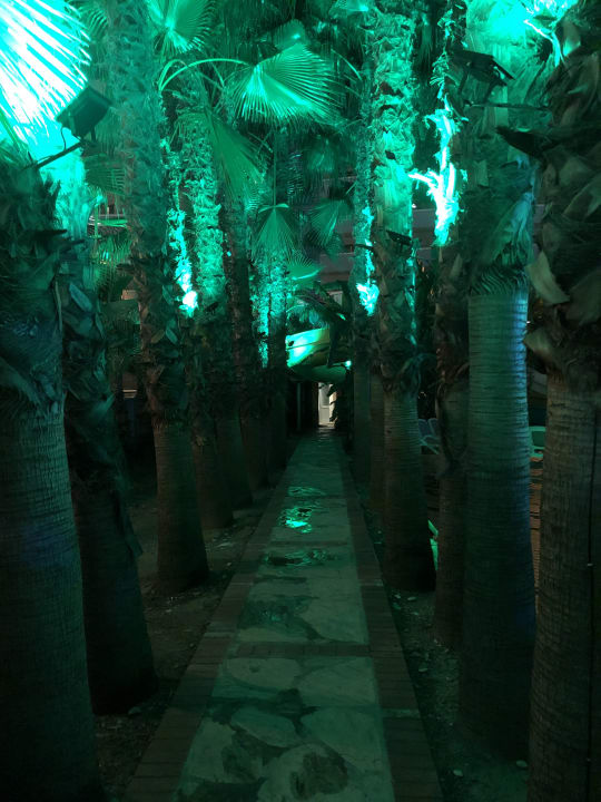 Gartenanlage Dizalya Palm Garden