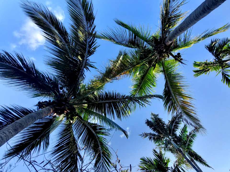 Gartenanlage Hotel Pelican Bay At Lucaya