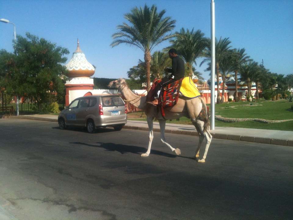 Jungle Aqua Park Resort  Pickalbatros Jungle Aqua Park Resort - Neverland Hurghada
