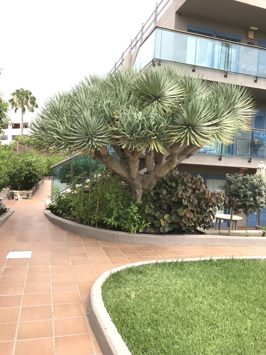 Gartenanlage Las Tabaibas Appartements