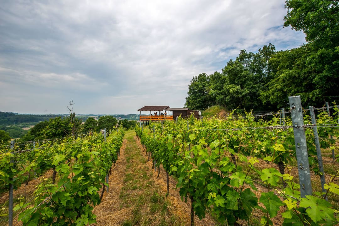 Weinberg mit Terrasse und Elbeblick Weinbau & Pension Keydel