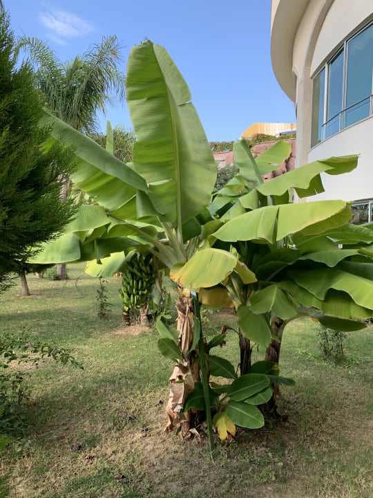 Gartenanlage Saphir Resort & Spa