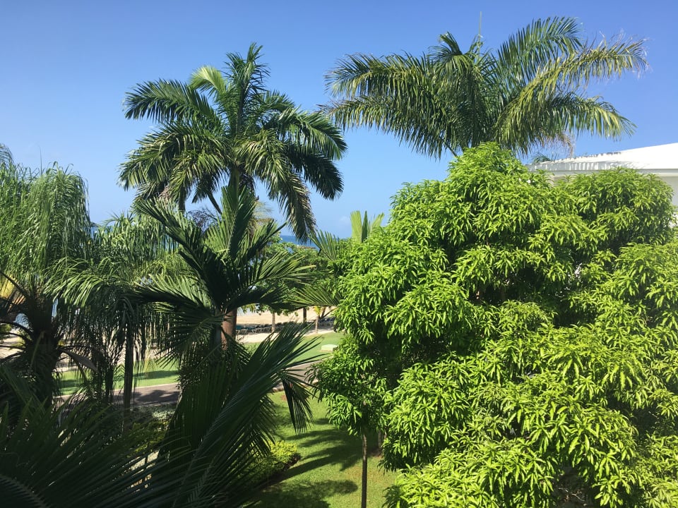 Gartenanlage Hotel Riu Negril