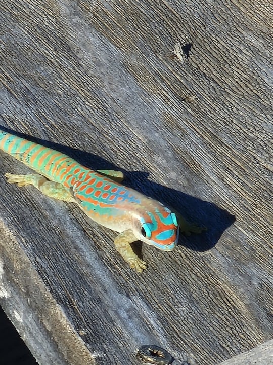 Sonstiges Radisson Blu Poste Lafayette Resort & Spa - Adults only