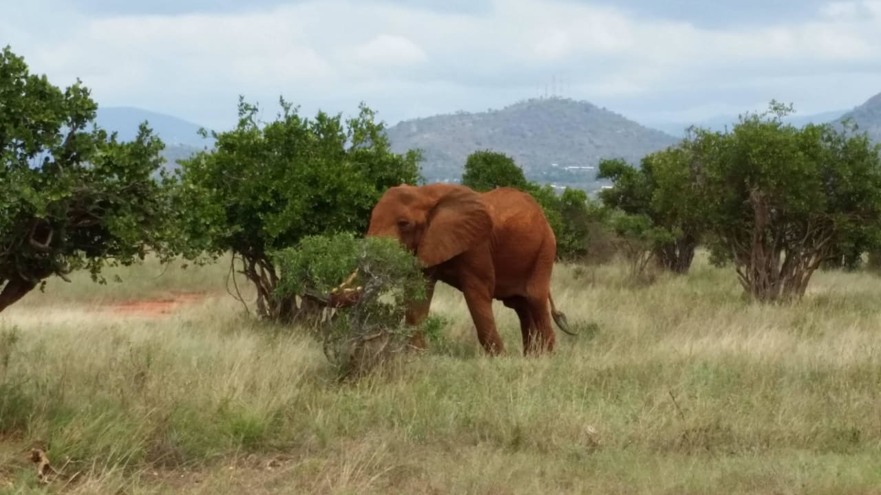 Hotel Ngutuni Safari Lodge Game Sanctuary Ngutuni Safari Lodge