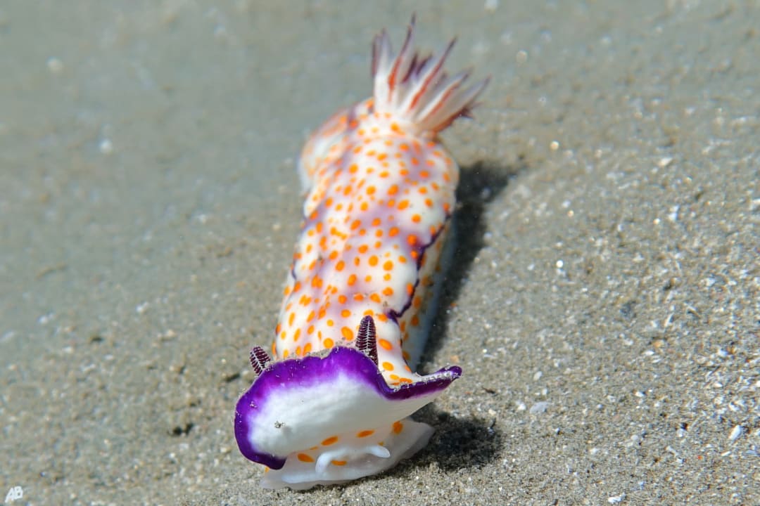 Sport & Freizeit Shams Alam Beach Resort