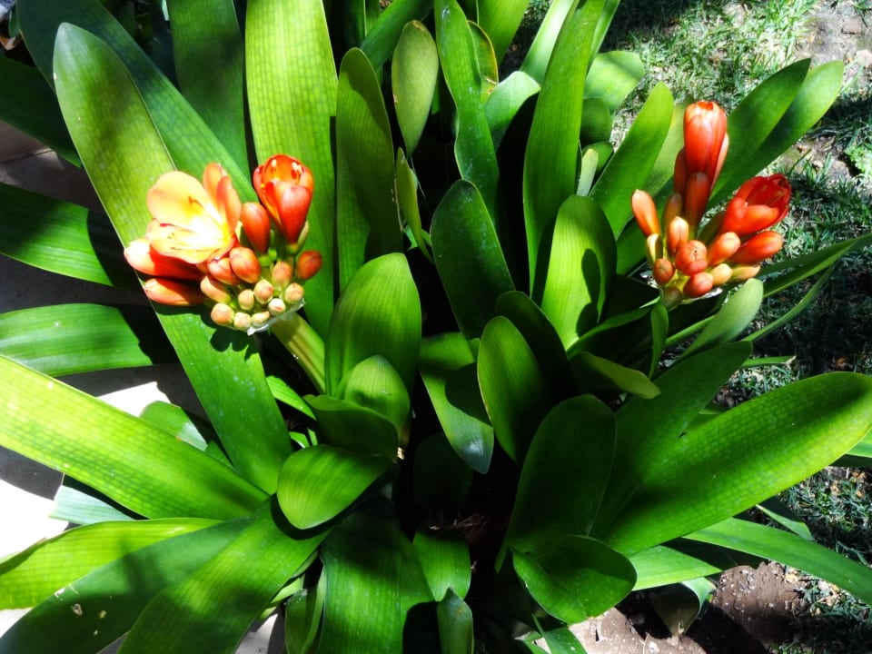 Exotische Blumen Hotel Riu Garoe