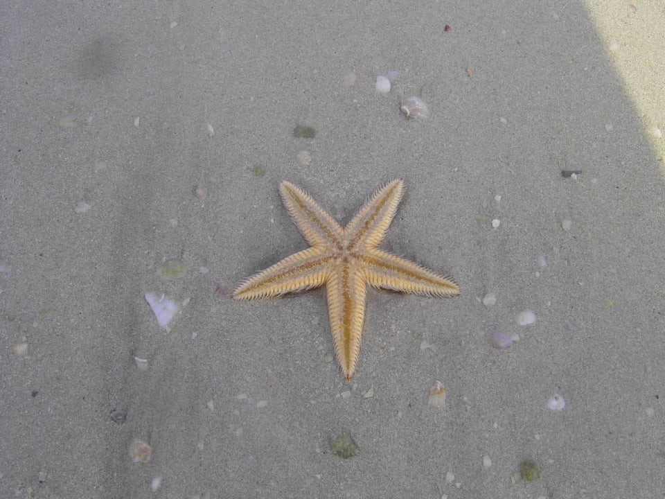 Seesterne ist ein Zeichen von guter Wasserqualität DoubleTree by Hilton Resort & Spa Marjan Island
