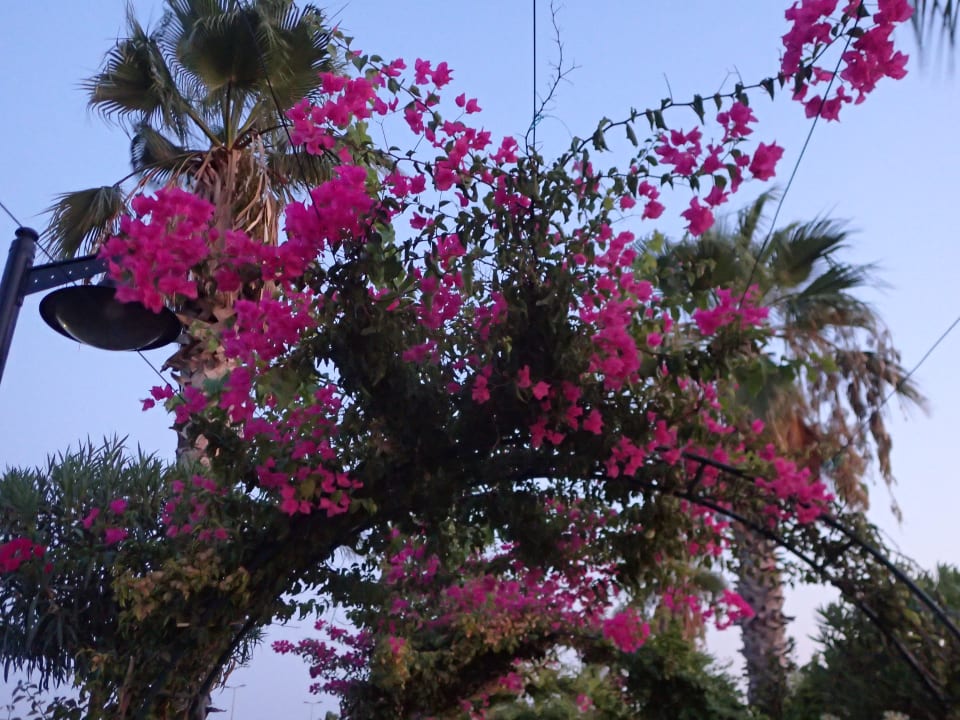 Sonstiges Royal Seginus