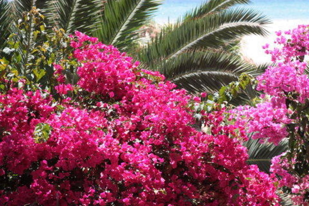 Gartenanlage mit Blick auf den Strand Paradisus by Meliá Fuerteventura