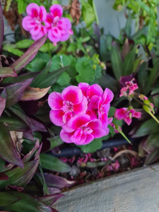 Gartenanlage TUI BLUE Madeira Gardens