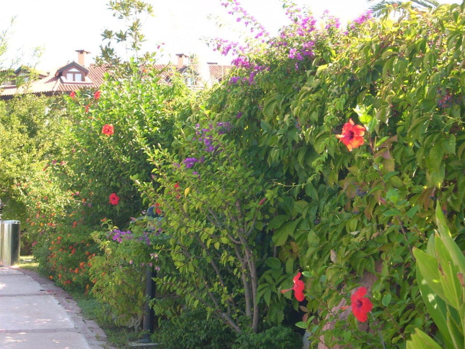 Weg zum Strand Alba Resort Hotel
