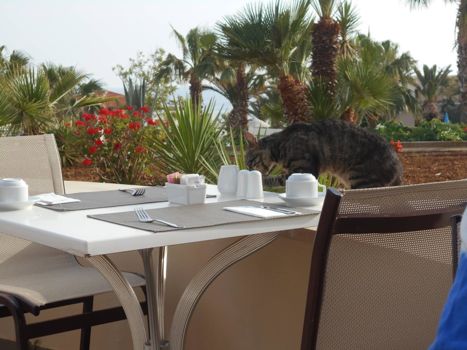 Frühstückbereich Außen Iberostar Waves Creta Panorama & Mare