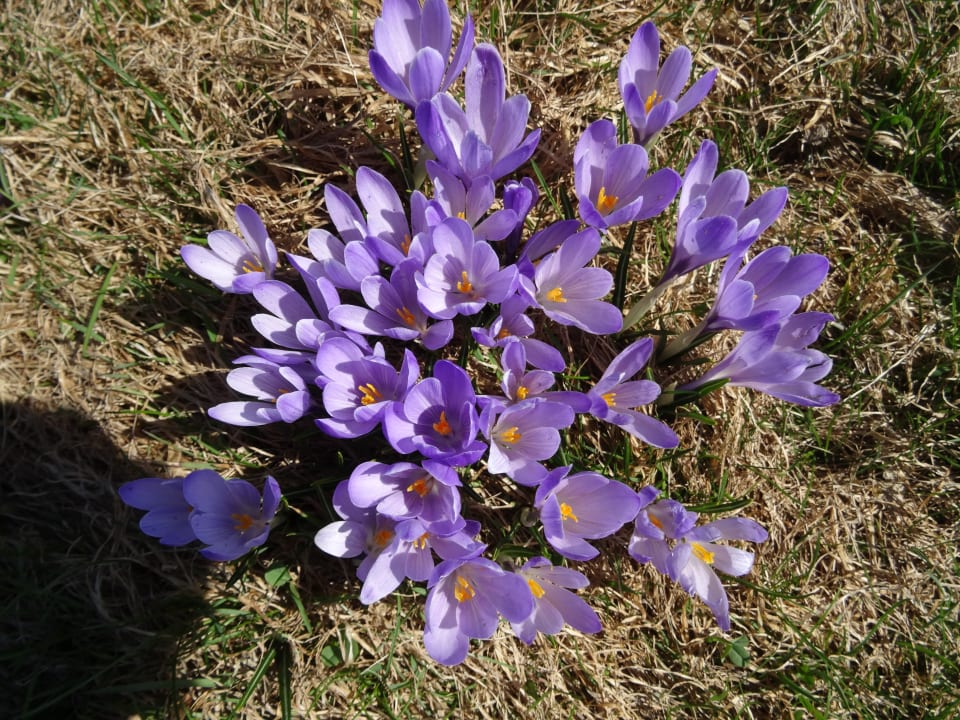Kokusblüten Parkhotel Oberstaufen
