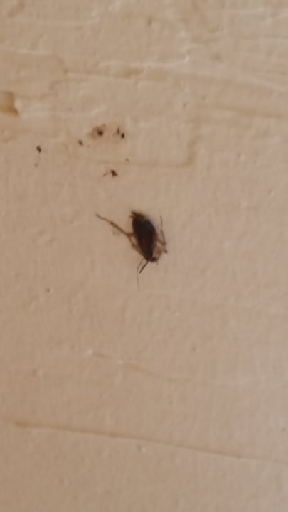 Zimmer Hotel Aslan City Kleopatra