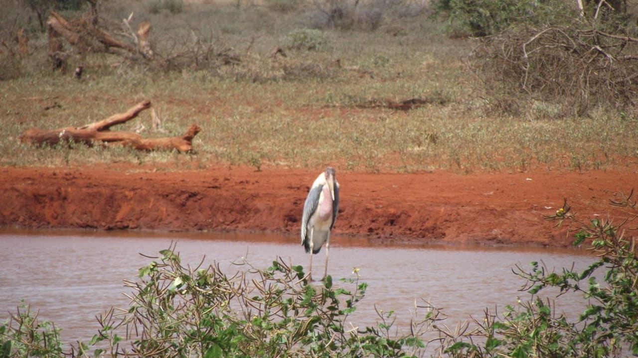 Marabu am Wasserloch Ngutuni Safari Lodge