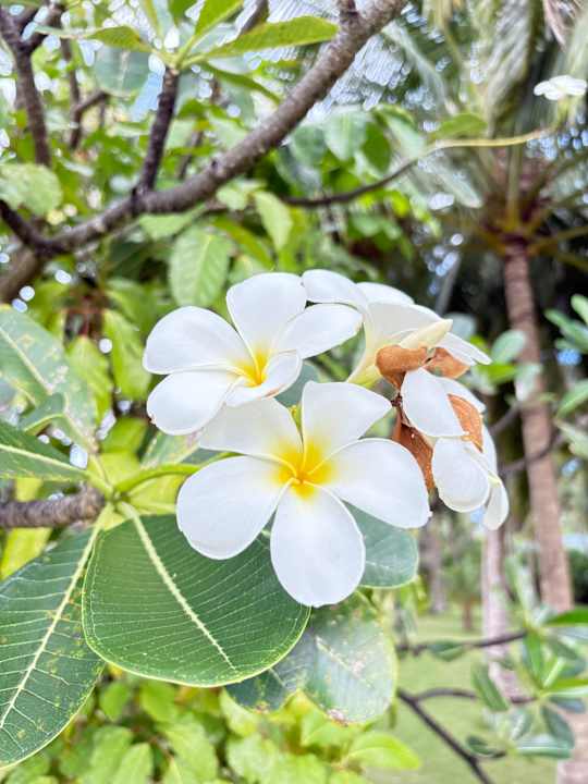 Gartenanlage Adaaran Select Hudhuran Fushi - Premium All Inclusive