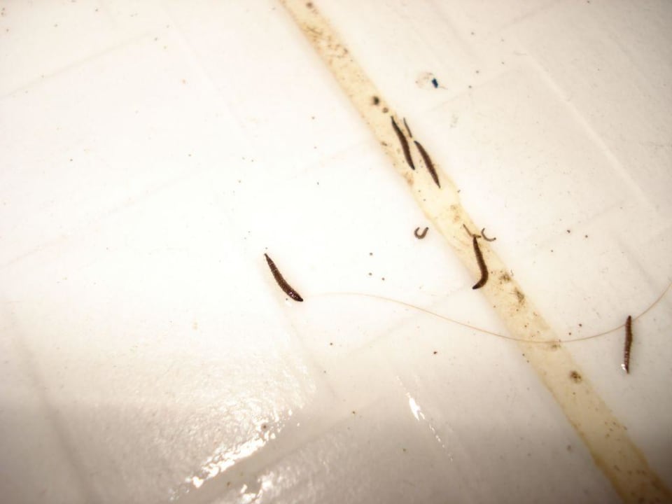 "kleine schwarze Würmer am..." Baia Bodrum Hotel (Gündogan