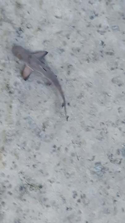 Strand Pickalbatros Villaggio Resort - Portofino