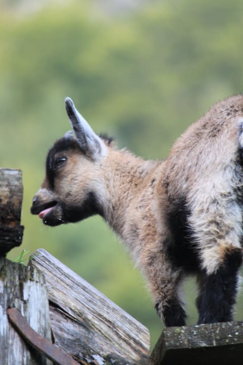 Tierpark Gasthof Kleefeld