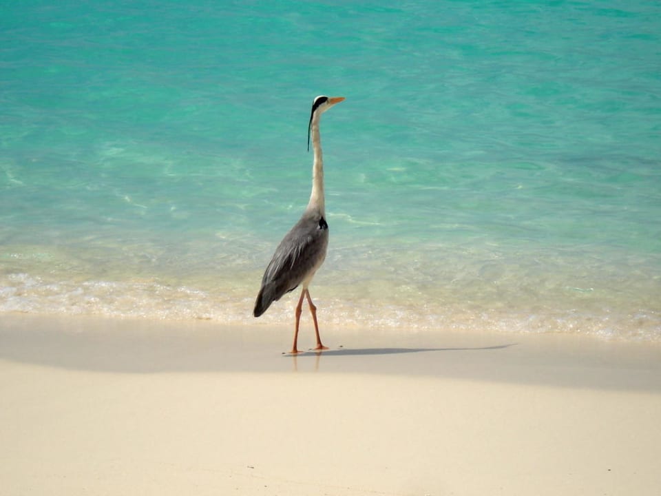 Reiher am Strand von Kuramathi Kuramathi Maldives