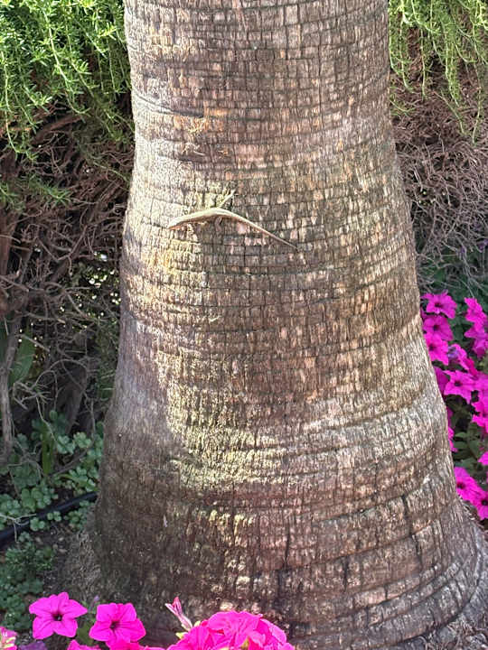 Sonstiges Arum Barut Collection